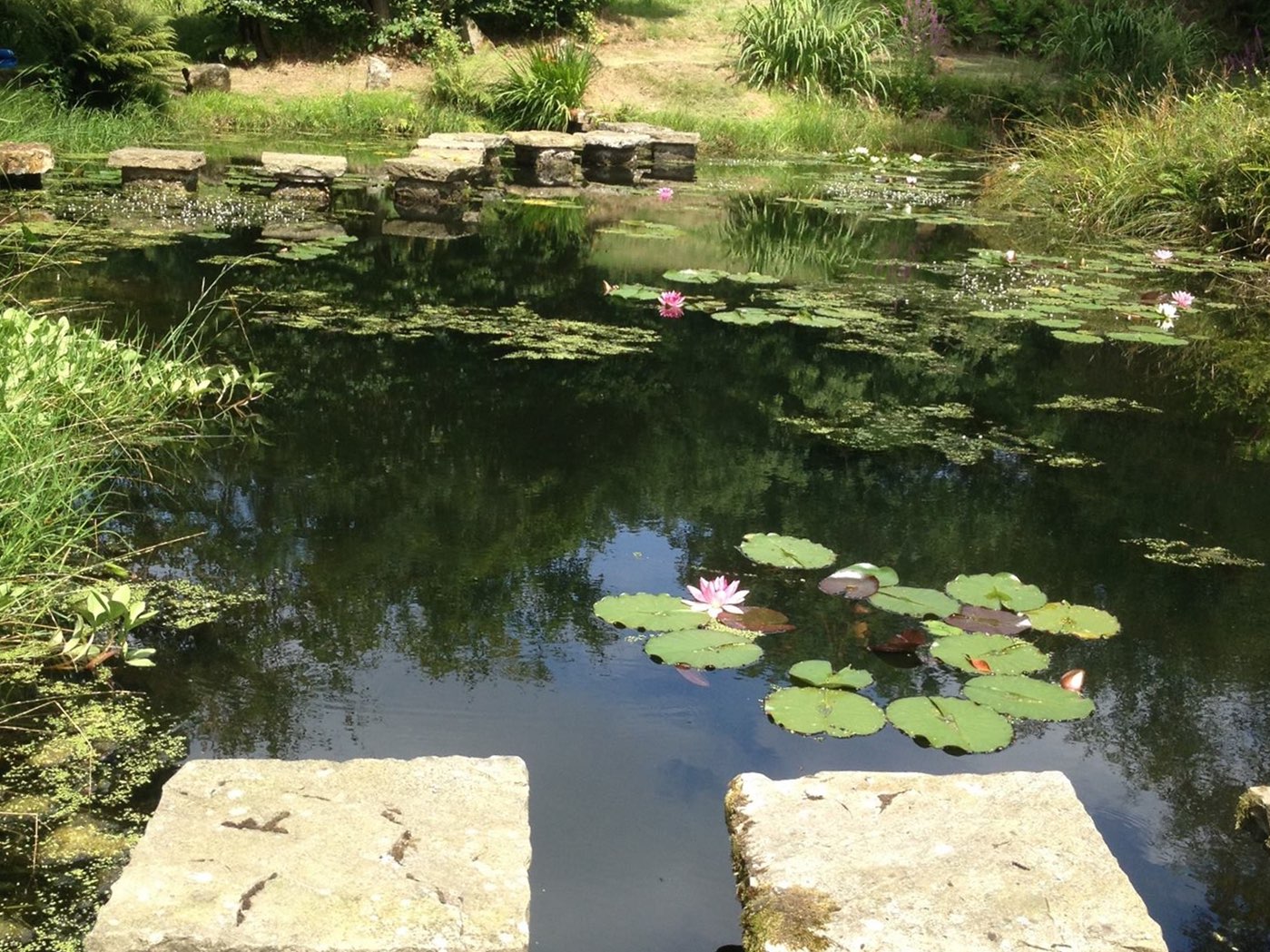  Natural wildlife pond 